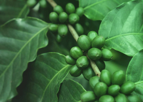 green_parallax-2